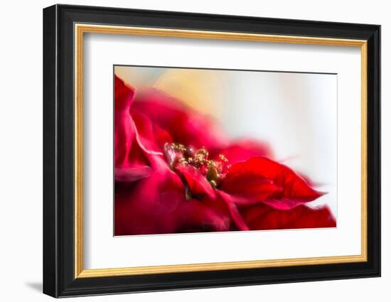 Poinsettia 1-Janet Slater-Framed Photographic Print