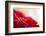 Poinsettia 1-Janet Slater-Framed Photographic Print