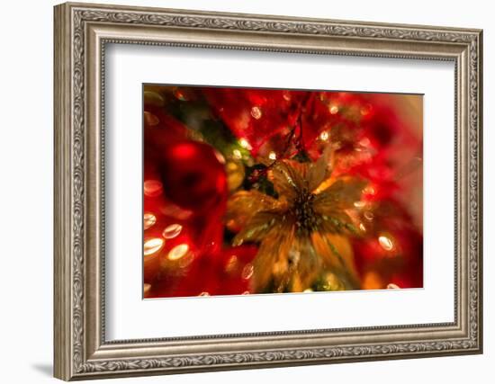 Poinsettia 2-Janet Slater-Framed Photographic Print