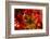 Poinsettia 2-Janet Slater-Framed Photographic Print