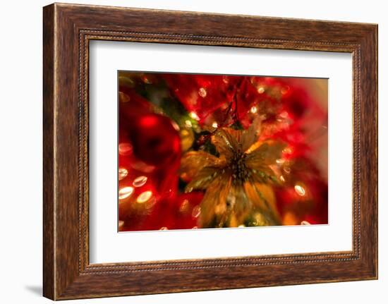 Poinsettia 2-Janet Slater-Framed Photographic Print