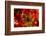 Poinsettia 2-Janet Slater-Framed Photographic Print