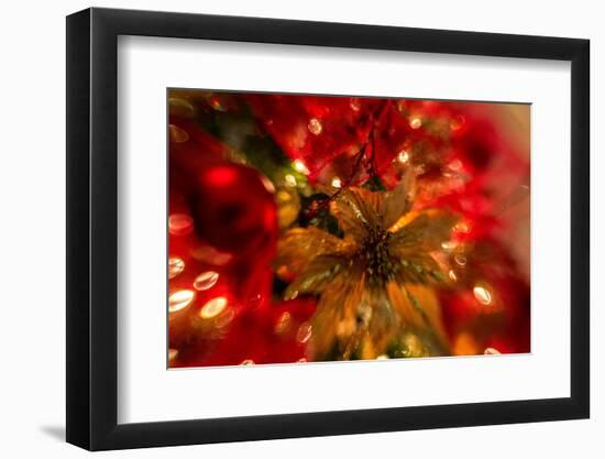 Poinsettia 2-Janet Slater-Framed Photographic Print