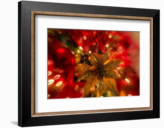 Poinsettia 2-Janet Slater-Framed Photographic Print