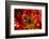 Poinsettia 2-Janet Slater-Framed Photographic Print