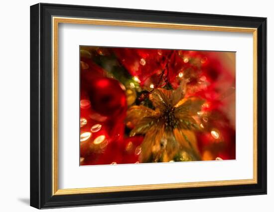 Poinsettia 2-Janet Slater-Framed Photographic Print