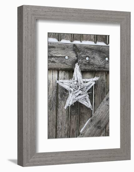 Poinsettia and Age Wooden Gate-Andrea Haase-Framed Photographic Print