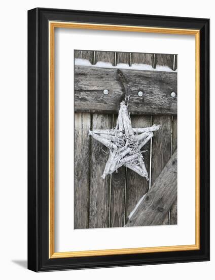 Poinsettia and Age Wooden Gate-Andrea Haase-Framed Photographic Print