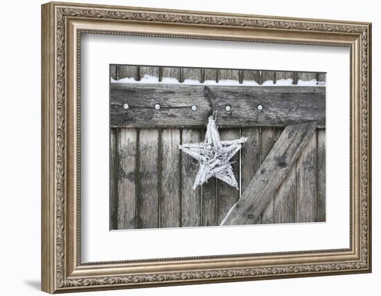 Poinsettia and Age Wooden Gate-Andrea Haase-Framed Photographic Print