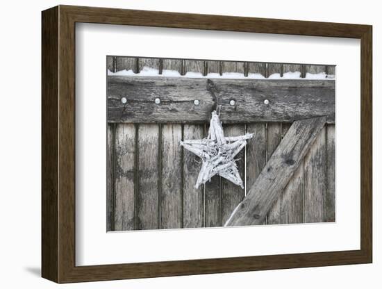 Poinsettia and Age Wooden Gate-Andrea Haase-Framed Photographic Print