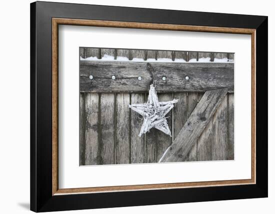 Poinsettia and Age Wooden Gate-Andrea Haase-Framed Photographic Print