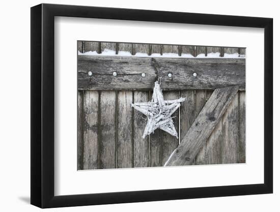 Poinsettia and Age Wooden Gate-Andrea Haase-Framed Photographic Print