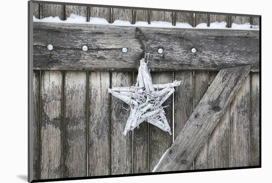 Poinsettia and Age Wooden Gate-Andrea Haase-Mounted Photographic Print