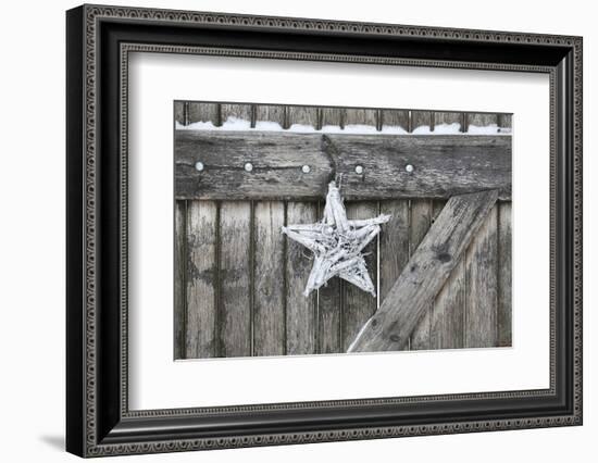 Poinsettia and Age Wooden Gate-Andrea Haase-Framed Photographic Print