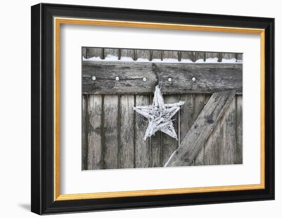 Poinsettia and Age Wooden Gate-Andrea Haase-Framed Photographic Print