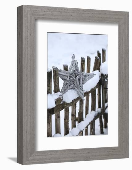 Poinsettia and Old Wooden Fence-Andrea Haase-Framed Photographic Print