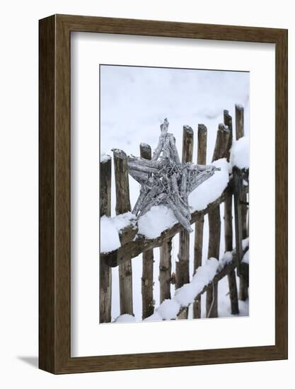 Poinsettia and Old Wooden Fence-Andrea Haase-Framed Photographic Print