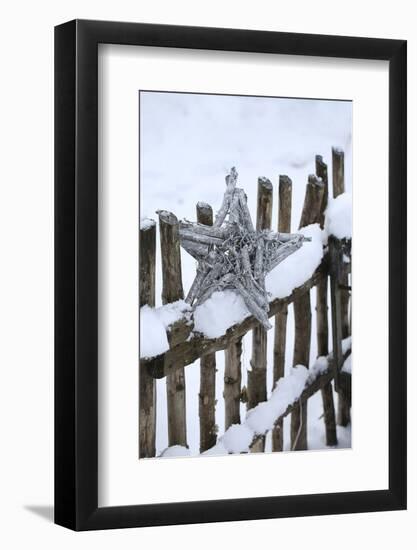 Poinsettia and Old Wooden Fence-Andrea Haase-Framed Photographic Print