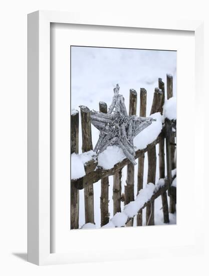 Poinsettia and Old Wooden Fence-Andrea Haase-Framed Photographic Print