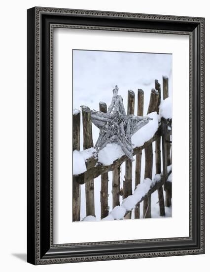 Poinsettia and Old Wooden Fence-Andrea Haase-Framed Photographic Print