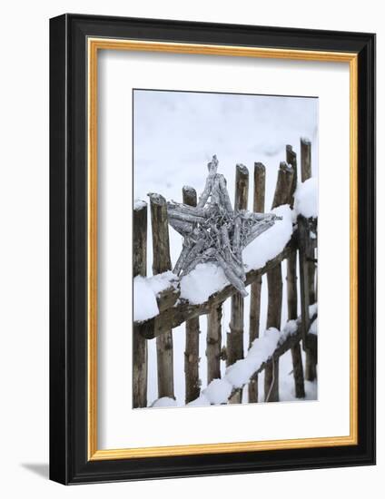 Poinsettia and Old Wooden Fence-Andrea Haase-Framed Photographic Print