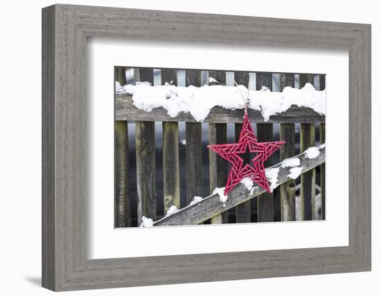 Poinsettia and Old Wooden Fence-Andrea Haase-Framed Photographic Print