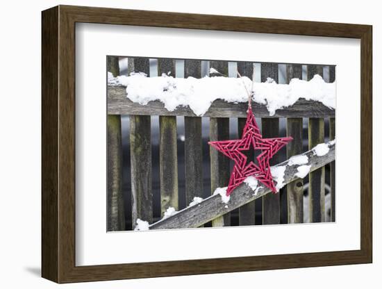 Poinsettia and Old Wooden Fence-Andrea Haase-Framed Photographic Print