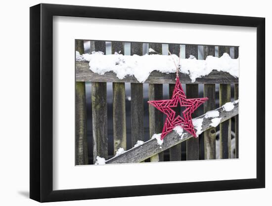 Poinsettia and Old Wooden Fence-Andrea Haase-Framed Photographic Print