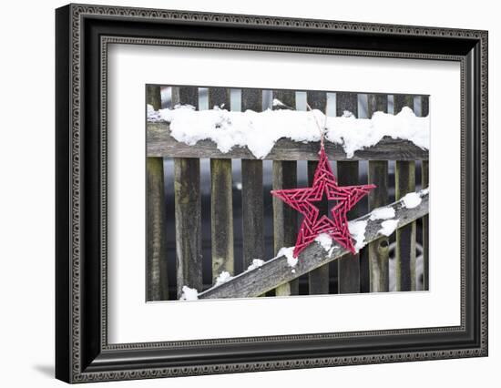 Poinsettia and Old Wooden Fence-Andrea Haase-Framed Photographic Print