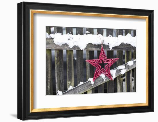 Poinsettia and Old Wooden Fence-Andrea Haase-Framed Photographic Print