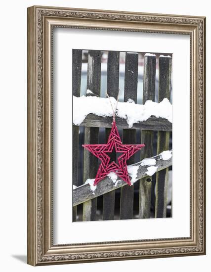 Poinsettia and Old Wooden Fence-Andrea Haase-Framed Photographic Print