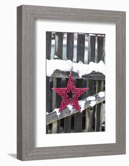 Poinsettia and Old Wooden Fence-Andrea Haase-Framed Photographic Print