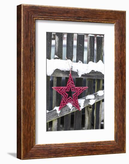 Poinsettia and Old Wooden Fence-Andrea Haase-Framed Photographic Print