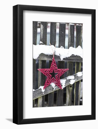 Poinsettia and Old Wooden Fence-Andrea Haase-Framed Photographic Print