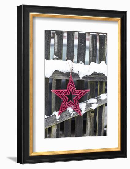 Poinsettia and Old Wooden Fence-Andrea Haase-Framed Photographic Print