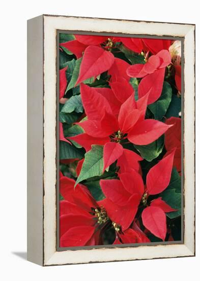 Poinsettia, Christmas Flower-null-Framed Premier Image Canvas
