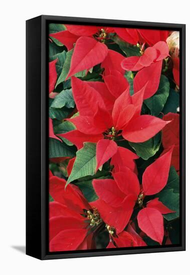 Poinsettia, Christmas Flower-null-Framed Premier Image Canvas