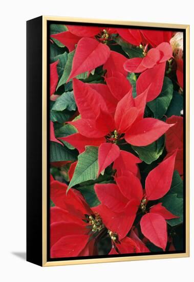 Poinsettia, Christmas Flower-null-Framed Premier Image Canvas