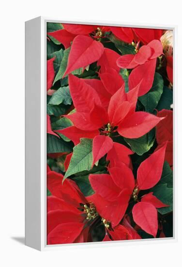 Poinsettia, Christmas Flower-null-Framed Premier Image Canvas