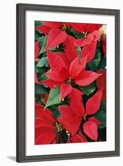 Poinsettia, Christmas Flower-null-Framed Photographic Print