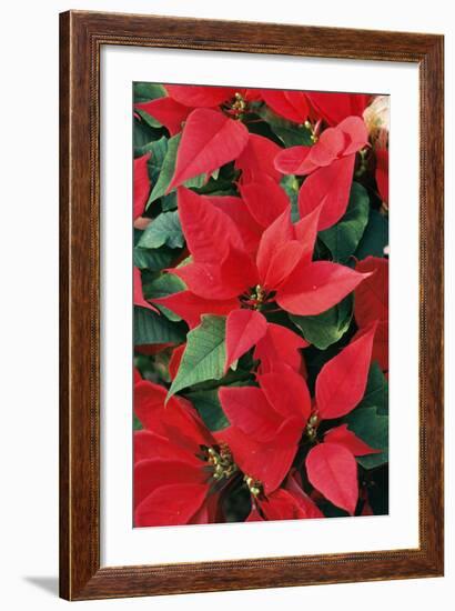 Poinsettia, Christmas Flower-null-Framed Photographic Print