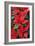 Poinsettia, Christmas Flower-null-Framed Photographic Print