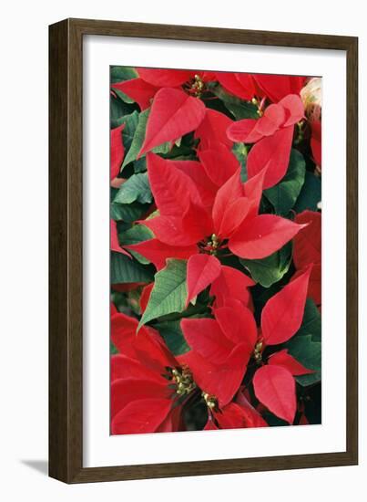 Poinsettia, Christmas Flower-null-Framed Photographic Print