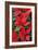 Poinsettia, Christmas Flower-null-Framed Photographic Print