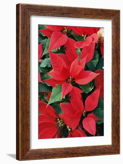 Poinsettia, Christmas Flower-null-Framed Photographic Print