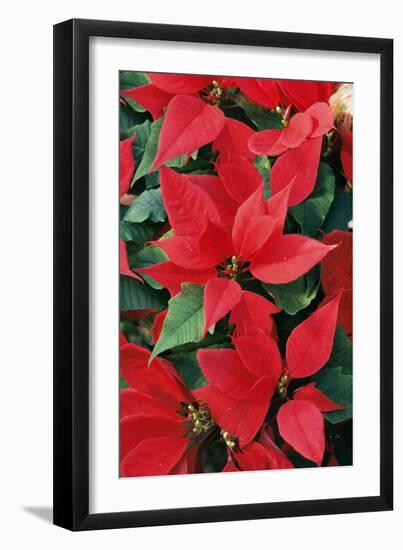 Poinsettia, Christmas Flower-null-Framed Photographic Print