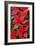 Poinsettia, Christmas Flower-null-Framed Photographic Print