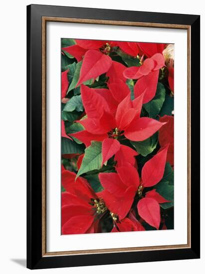 Poinsettia, Christmas Flower-null-Framed Photographic Print