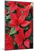 Poinsettia, Christmas Flower-null-Mounted Photographic Print