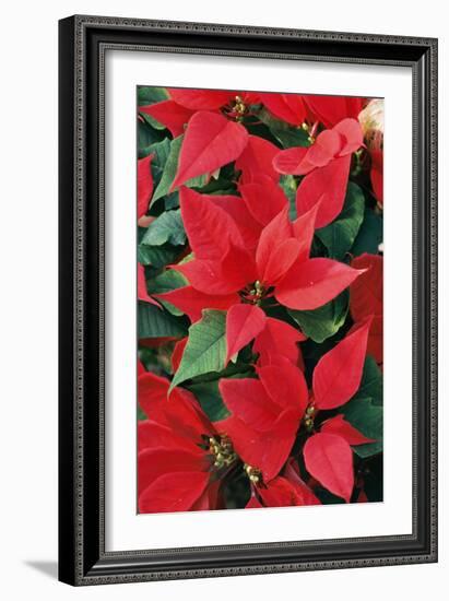 Poinsettia, Christmas Flower-null-Framed Photographic Print